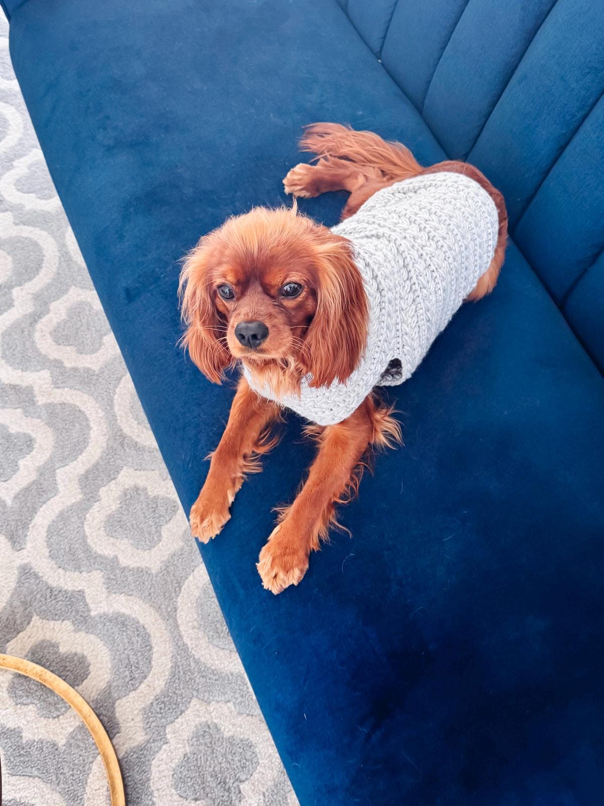A small brown dog wearing a gray crochet sweater, like a piece of vintage clothes or a handmade gift, lies on a blue couch next to a patterned rug.